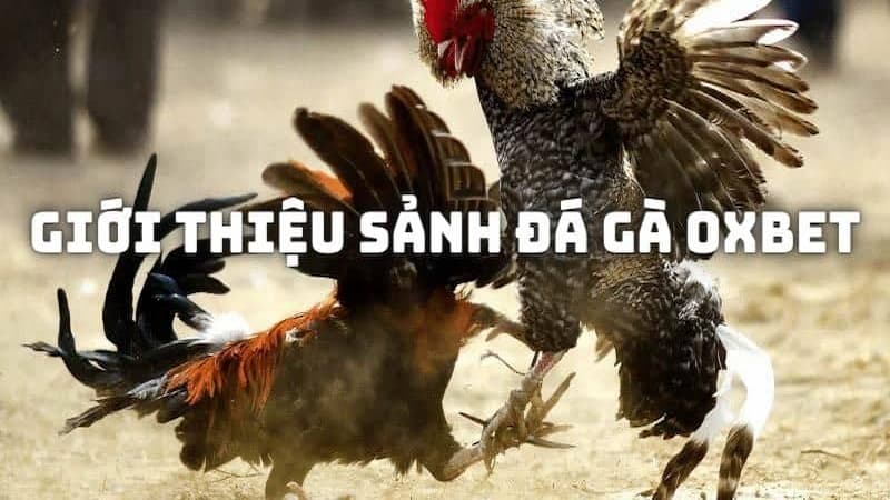 Đá gà OXBET là gì?