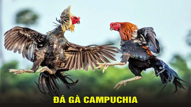 Những lý do nên chơi đá gà trực tuyến tại nhà cái OXBET