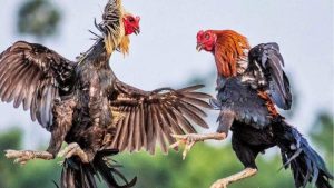 Thuật ngữ đá gà liên quan đến giống